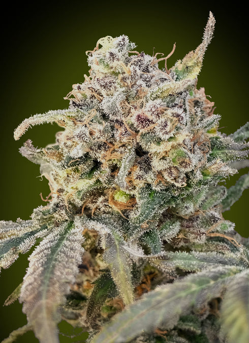 Advanced Seeds - Somango Glue Auto